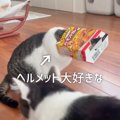 愛猫が好きそうなプレゼントを買ったら…無慈悲な『猫あるある』が共感…