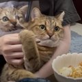 おやつあり！猫ちゃんと一緒に映画鑑賞♪