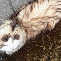 雨の日に溝でうずくまっていた『ずぶ濡れの迷子猫』を発見→迎えた結末が……