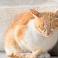 猫に日光浴は必要？効果と正しい方法