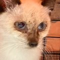 ポツンと雨宿りをしていたガリガリの子猫を保護したら…同じ猫とは思え…