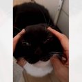 猫と『トレンドの遊び』をしてみた結果…とんでもなく愛おしい『たまらない…