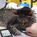 お腹の下に隠し持つ！大きくて可愛い猫ちゃんの秘密♡