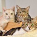 猫の『多頭飼育』守るべき3つの注意点　環境作りや慣らし方…失敗しな…