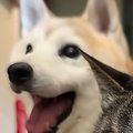 ニコニコ笑顔で座る犬→目の前の『猫の表情』を見ると…対照的すぎる2匹…