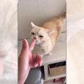 『指ピストルでバーン！』猫ちゃんは撃たれたフリをするのかな？「あ…