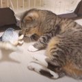 急に動き出した魚にびっくりしちゃう猫ちゃん！