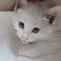 シャーシャーと『威嚇していた保護子猫』が、3分後…まさかすぎる『驚…