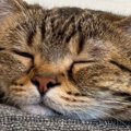 暖かくなってきた日、ソファで“ぺそっ”と眠っていた猫…完全に脱力しき…