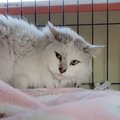 『人間が怖い』威嚇を続けた保護猫との159日間…人馴れ訓練の結果に感…