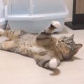 もふもふなお腹を大盤振る舞い！猫ちゃんがオモチャで遊ぶ隙を狙う