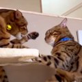 イカ耳の息子猫くんと仏顔の父猫くんの親子喧嘩！