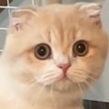 洗面所に入ると、1歳の猫が必ず様子を見にやってきて…『可愛すぎる光景』…