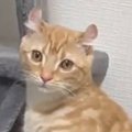 『トイレをするときの姿勢が独特すぎる猫』を撮っていたら…爆笑不可避…