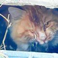 目に釣り針が引っかかった猫……保護されずっとのお家で幸せに！