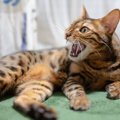 猫に対して『虐待』になりうるNG行動5選　苦痛を与えてしまう理由や見直す…