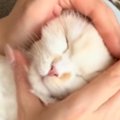 膝の上でくつろいでいた猫→顔をおにぎりみたいに握ってみると…可愛す…