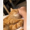 『気持ちよさそうに撫でられていた猫』が、次の瞬間…あまりにも想定外…