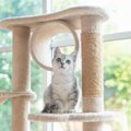 愛猫にはどんな『キャットタワー』を選べばいい？4つのタイプ別に特徴…