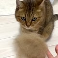 ブラッシングで愛猫の抜け毛を大量ゲット→ひたすら手でこねこねすると…