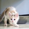 子猫は生まれてから１年でどのくらい成長するの？変化する４段階