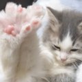 子猫の爪を切ろうとしたら…『まさかの防御ポーズ』が可愛すぎると100…