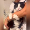 腕を抱きしめてくるネコ→抜こうとしたら…絶対に離れたくなくて見せた…