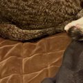泊まりに来た友人→布団で横になっていると、猫たちが…羨ましすぎる光景に…