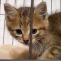 『可愛い顔の子猫』がケージに顔を押し付けた結果…想像以上に『変顔になる…