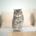 猫だって『ジャンプに失敗』することがある！考えられる4つの原因