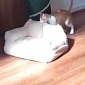 『見守りカメラ』を覗いてみると…『留守番中の猫』がしていた『まさか…
