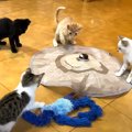 保護子猫たちに『おもちゃ』を出した結果…"予想外"の独特な遊び…