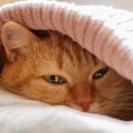 猫を『猫カゼ』から守ろう！今すぐ実践すべき5つの予防策