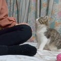 『知らない人が部屋に入ってきた時の子猫の反応』が話題に　癒やされ…