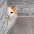 猫があなたを『覗き見』しているときの理由4選　物陰から覗く心理や見られ…