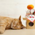 猫に与えてはいけない『お正月の食べ物』5つ　誤食してしまったときの応急…