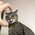 猫が『低い声で鳴く』心理４つ