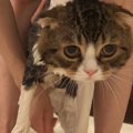 ふわふわの猫さん、お風呂に入るとどうなる？