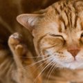 猫の耳に寄生する「耳ダニ」　主な種類や寄生されたときの症状、治療…