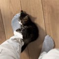 会社に行こうとしたら、『子猫』が……『まさかの行動』が可愛すぎると57万…