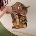 「今日は嫌にゃ！」帰省準備する猫ちゃんたち