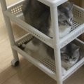 『サイドワゴンの正しい使い方』をみせる猫達の姿が話題！