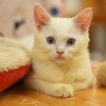 毛の色が変わる猫の種類３選！