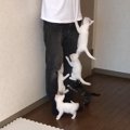 保護子猫5匹が『1日ぶりに飼い主と再会』したら…大人気すぎる光景が31…