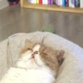 クッションの上で眠っていた猫→完全に『リラックス中』の光景に「ダメにな…
