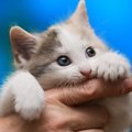 子猫の『成長を妨げる』NG行為4つとは？大切な時期を台無しにしないために…