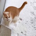 庭に雪が積もった日→猫は『コタツで丸くなる』かと思いきや……まさかの光景…