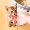 保護したときはとっても愛らしかった子猫が、1年後…思わず吹き出す『衝撃…