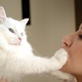 猫が『飼い主の顔』に手を伸ばす心理4つ！喜んでもらえる応え方とは？