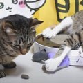 『自分の毛玉はすぐ分かる？』ブラッシングで収穫した猫ちゃんの毛で…